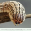 chazara briseis larva4c